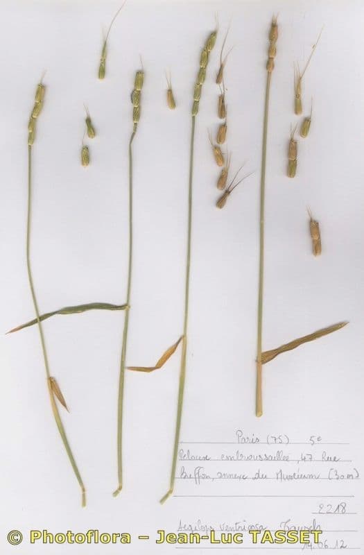 Aegilops ventricosa 11