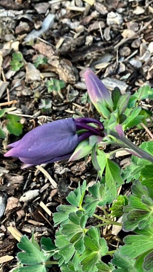 Einfache Clematis 26