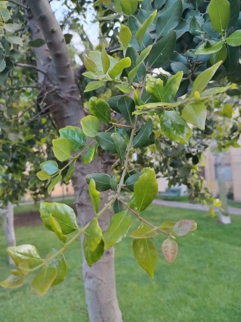 Cryptocarya 6