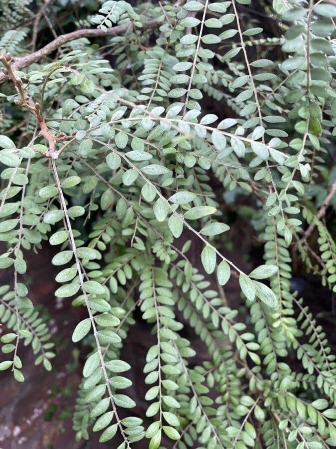 Sophora 15