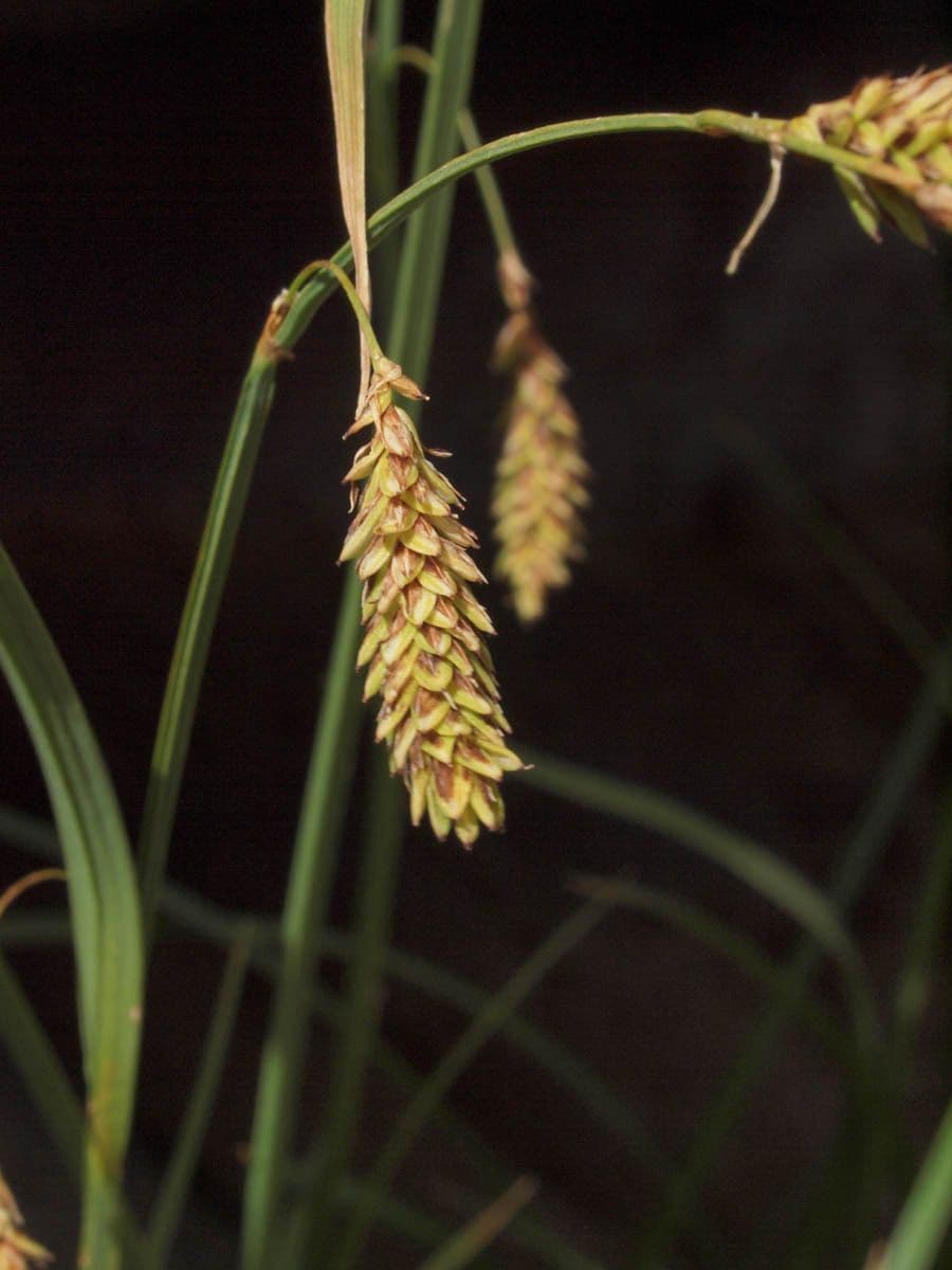 Carice spectabilis 2