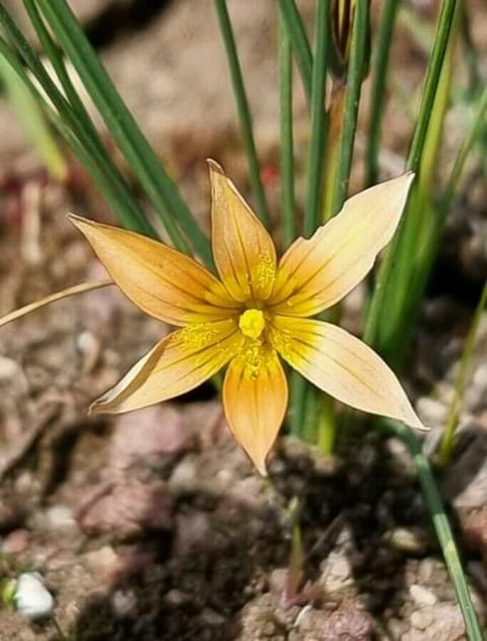 Romulea