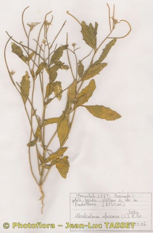 Malcolmia africana 8