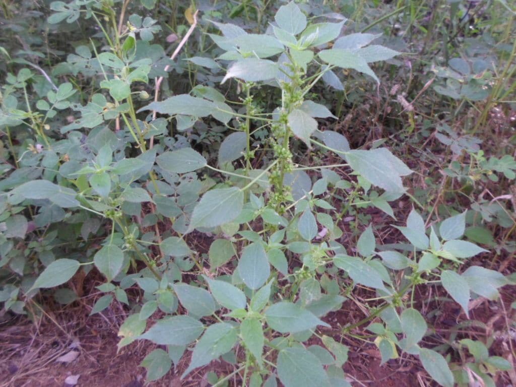 Acalypha 3