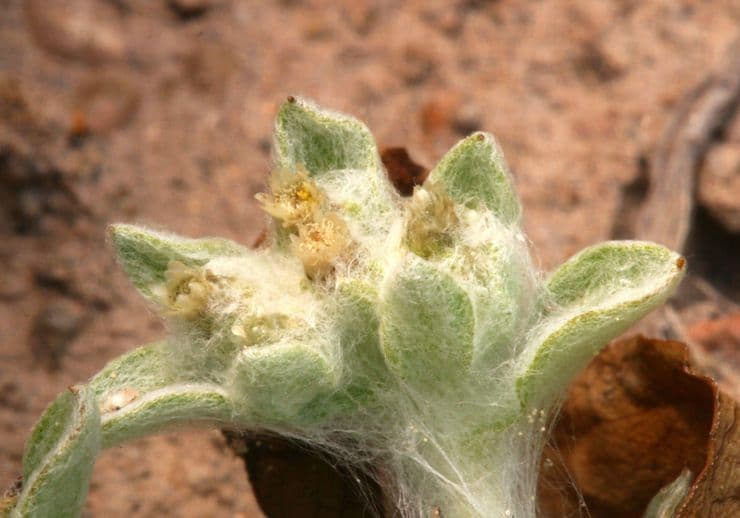 Gnaphalium 18