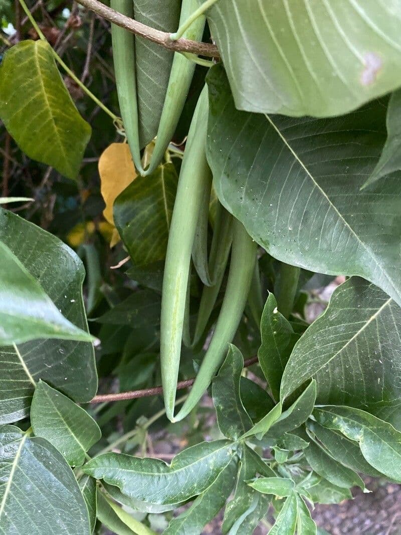 Periploca greca 5