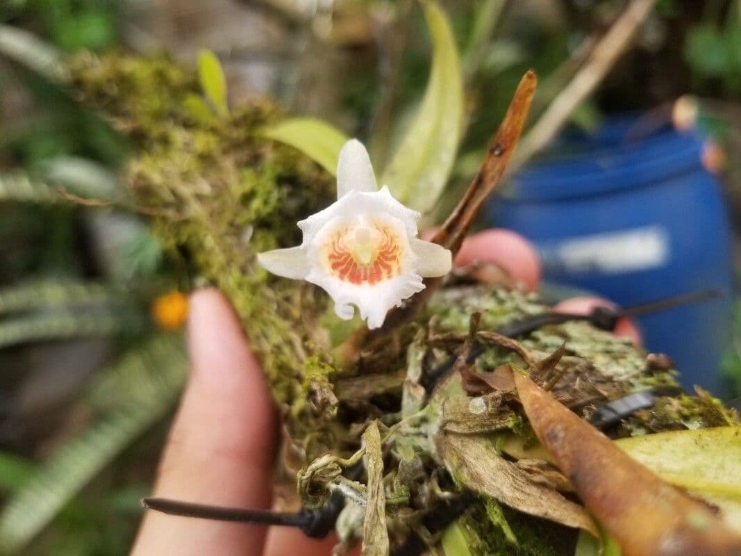 Plectrophora