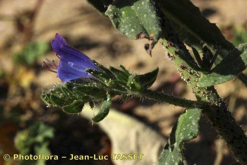 Echium gaditano 2