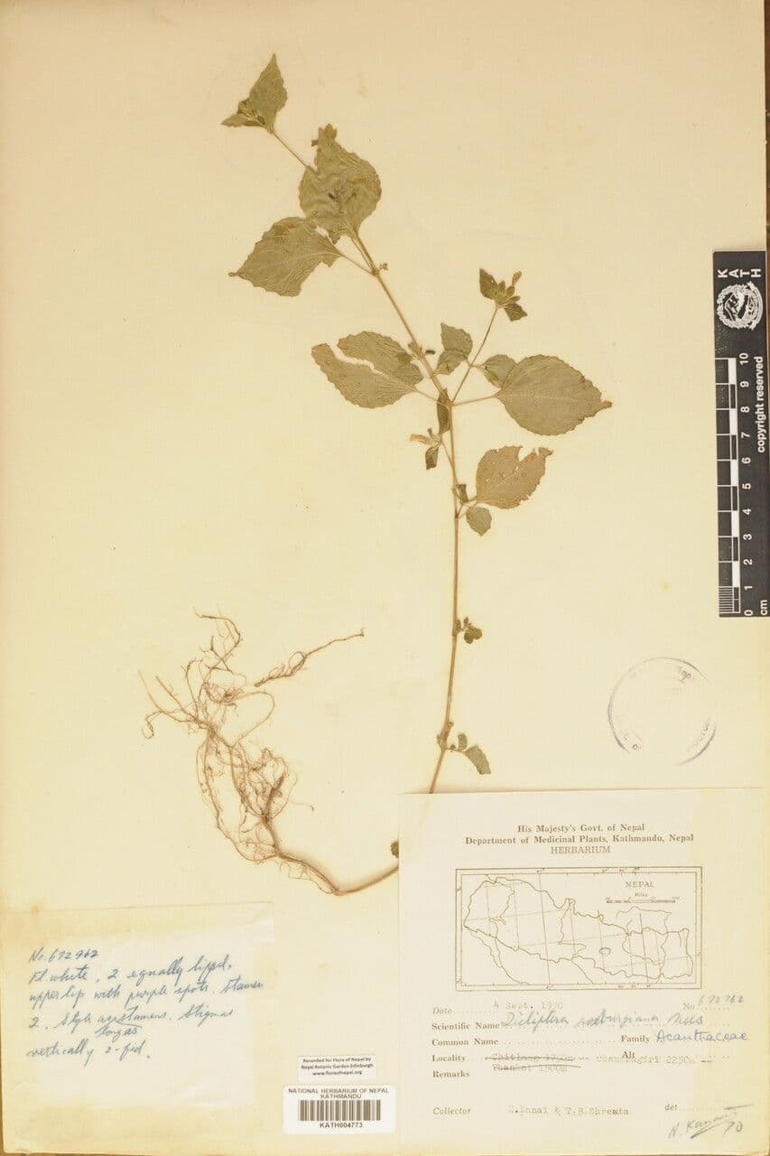 Hypoestes 11