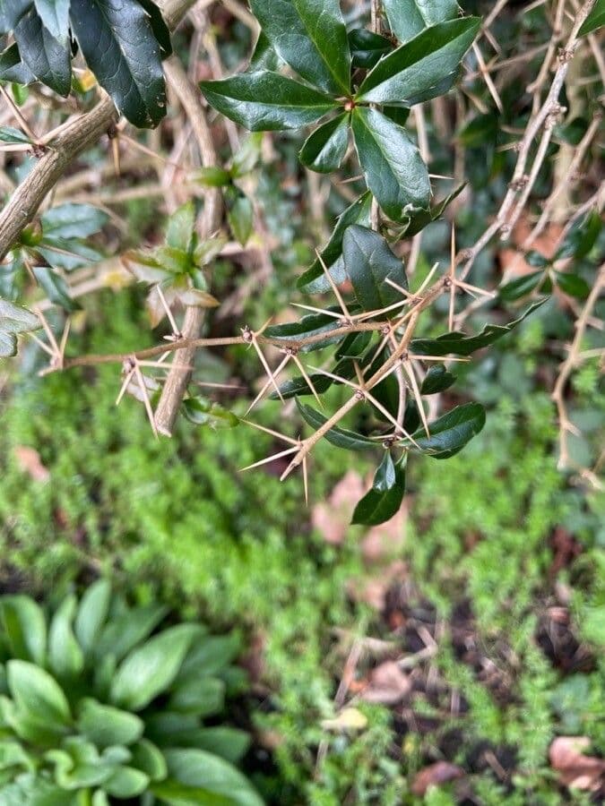 Berberys Gagnepaina 12
