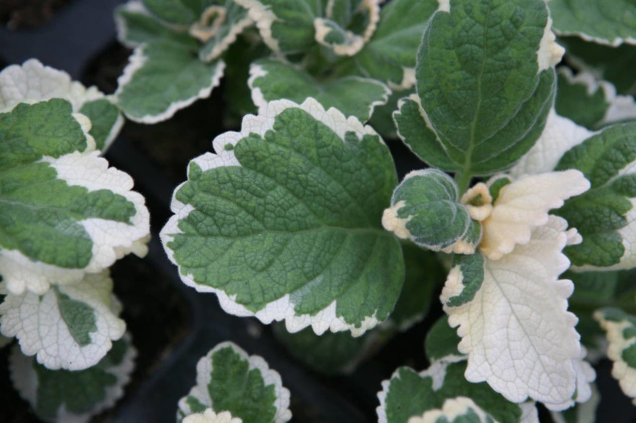 Plectranthus 10