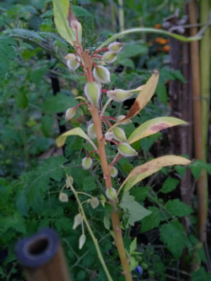 Balsamina 5