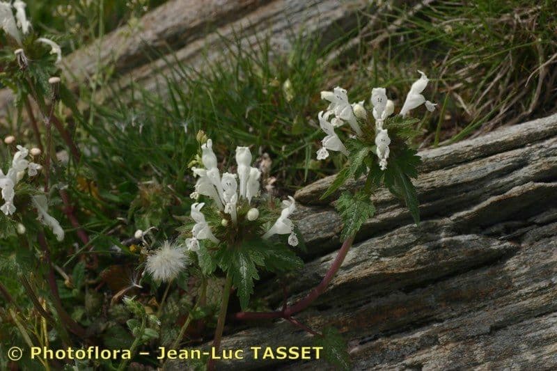 Lamium 7