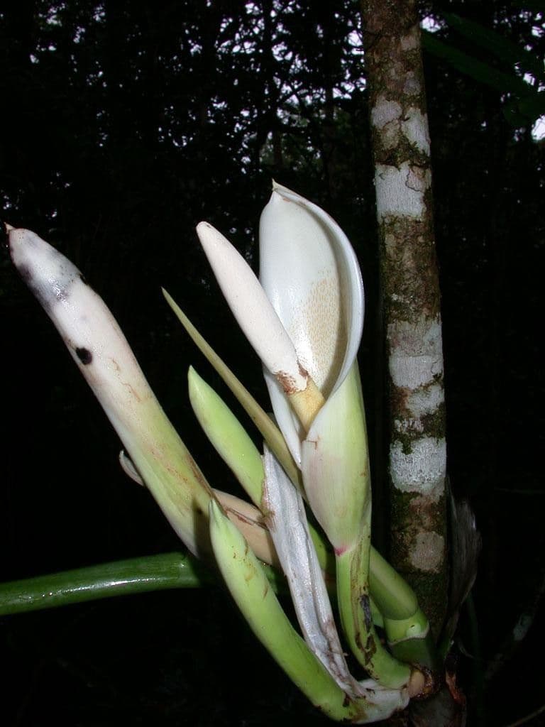 Filodendro tripartito 6