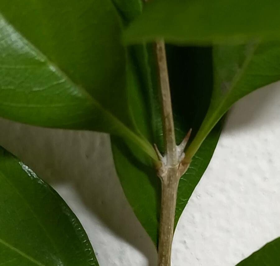 Citharexylum 22