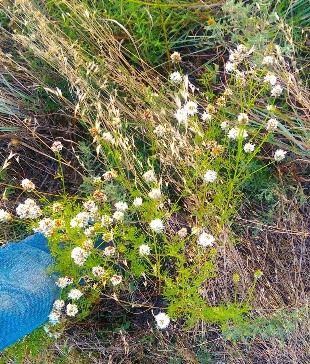 Dalea 8