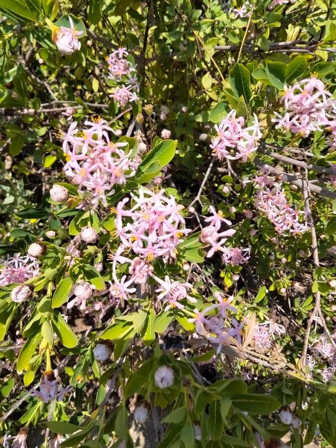 Dais cotinifolia 3