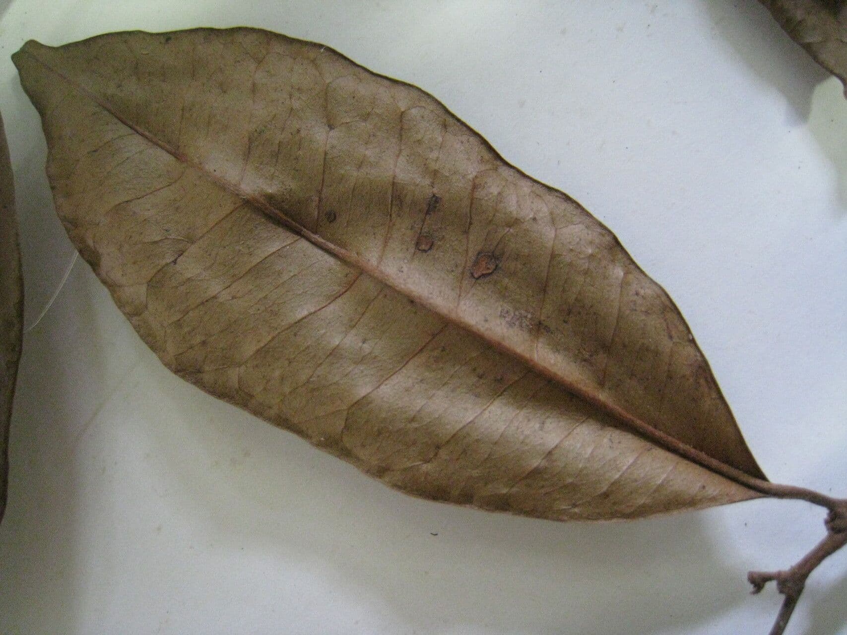 Chrysophyllum argenteum 6