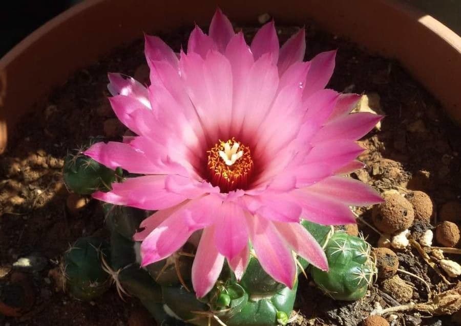Mammillaria 26