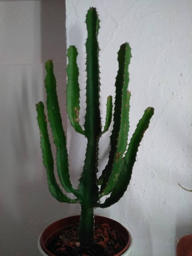 Lechetrezna triangular 3