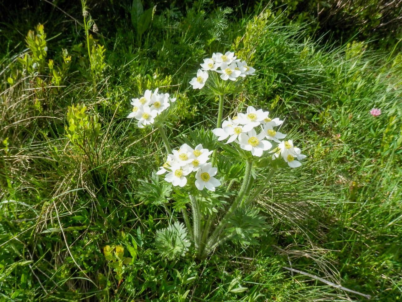 Anemone narcissiflora 6