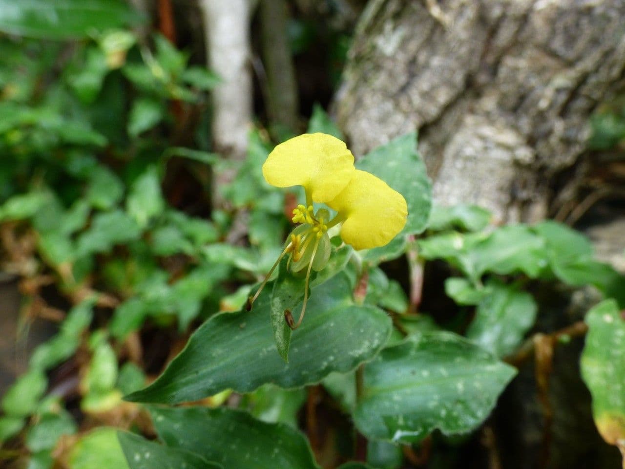 Commelina 4