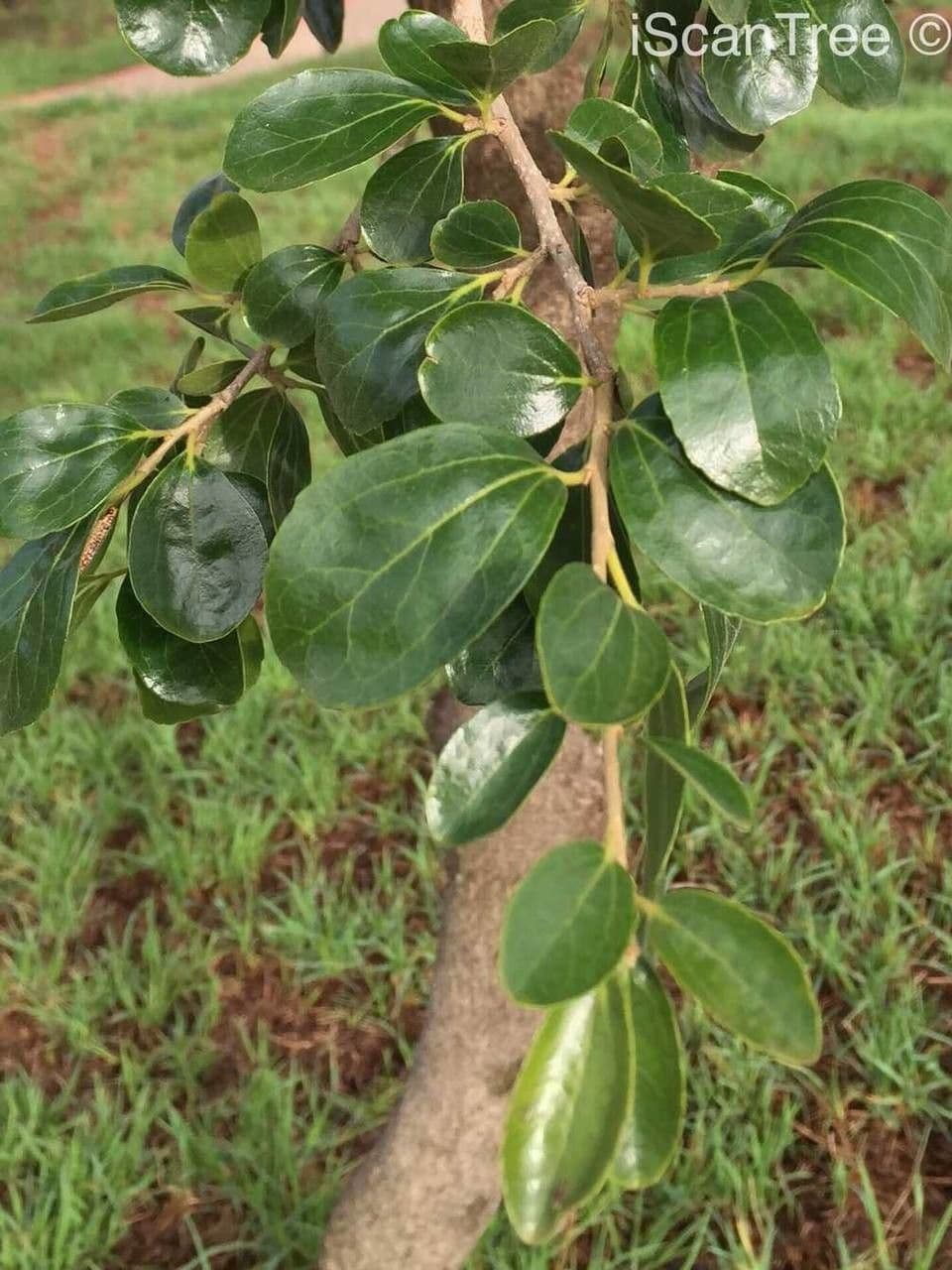 Dovyalis zeyheri 6