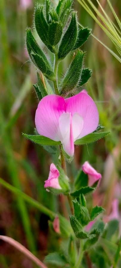 Ononide spinosa 7
