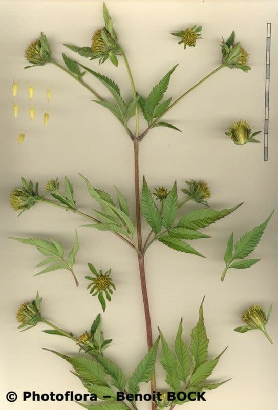 Bidens vulgata 26