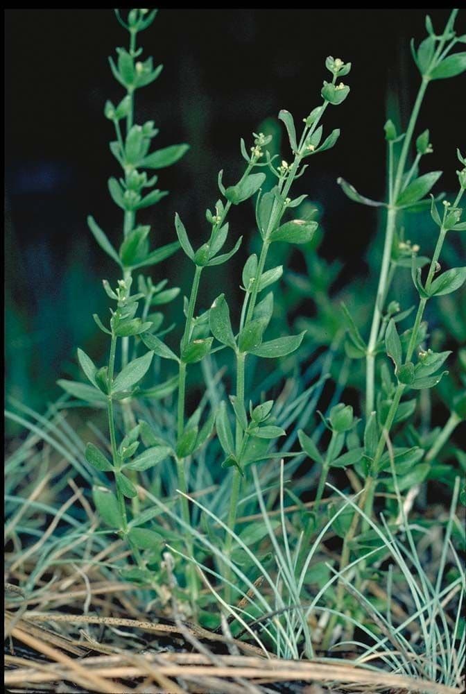 Galium serpenticum 6