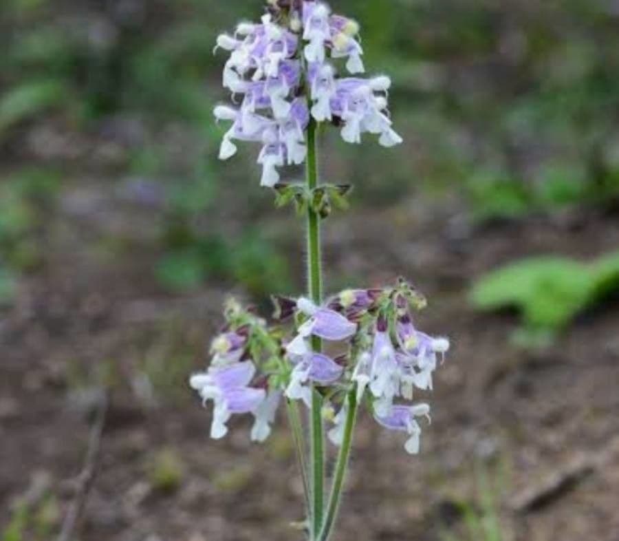 Salvia bronzo