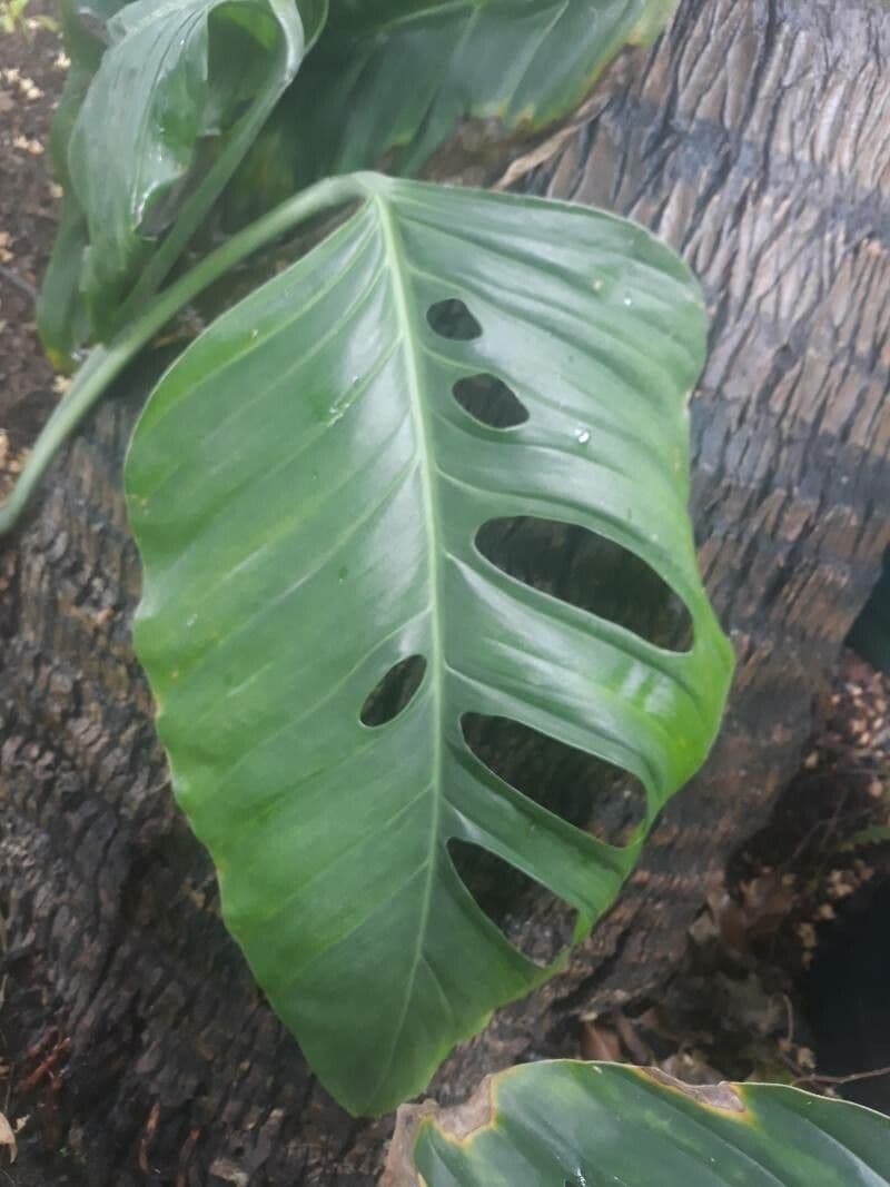 Monstera 5