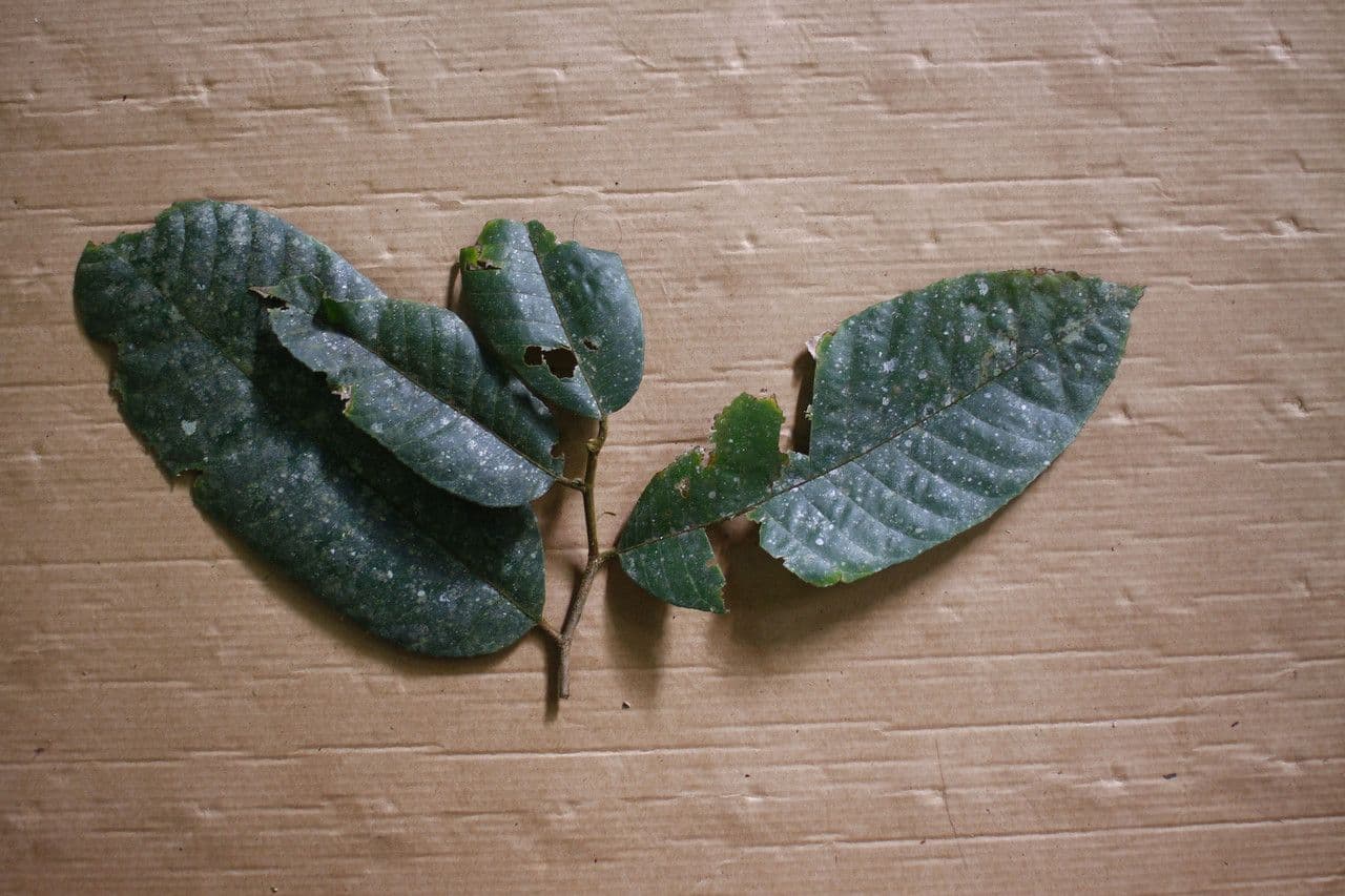 Helicostylis 6