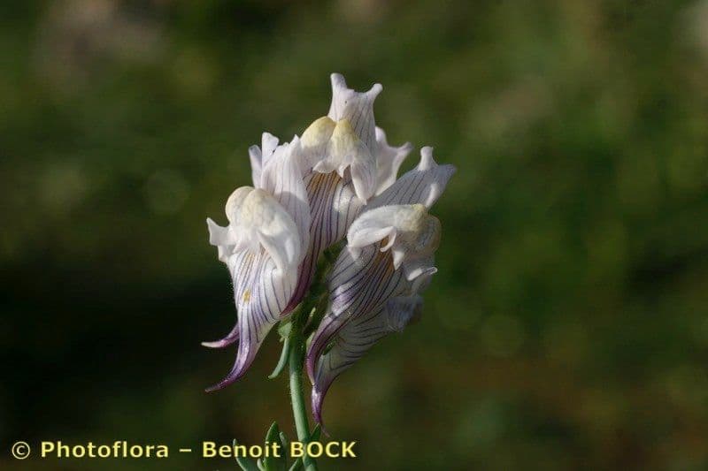 Linaria verticillata