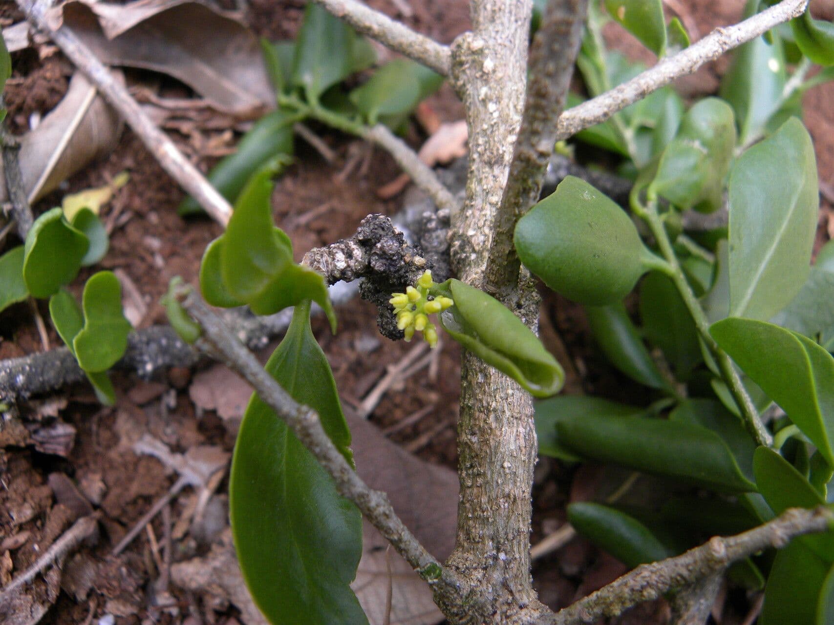 Agonandra 9