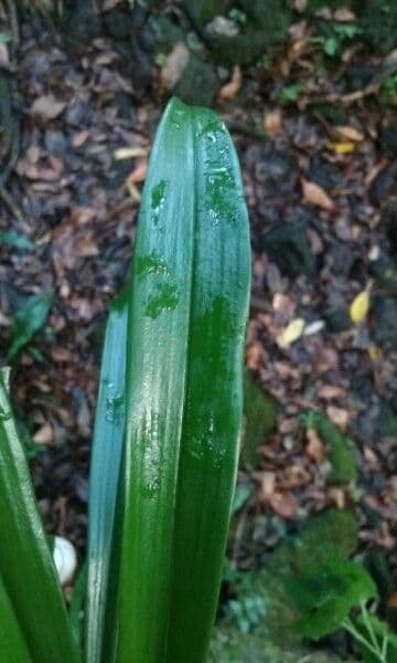 Bulbophyllum 6