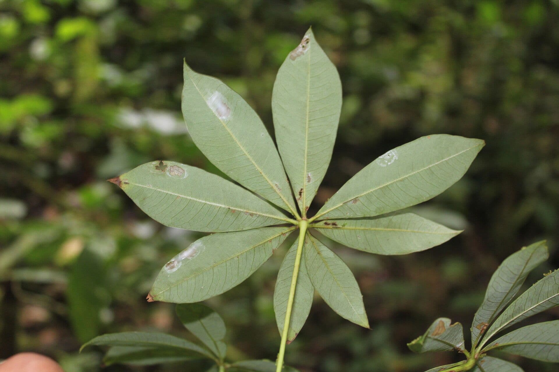 Spirotheca 7