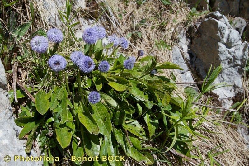 Koulenka bezstvolá 19