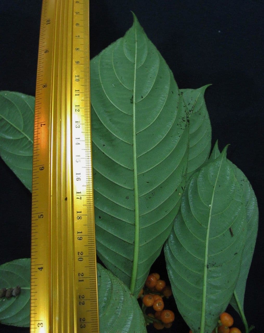 Psychotria 16