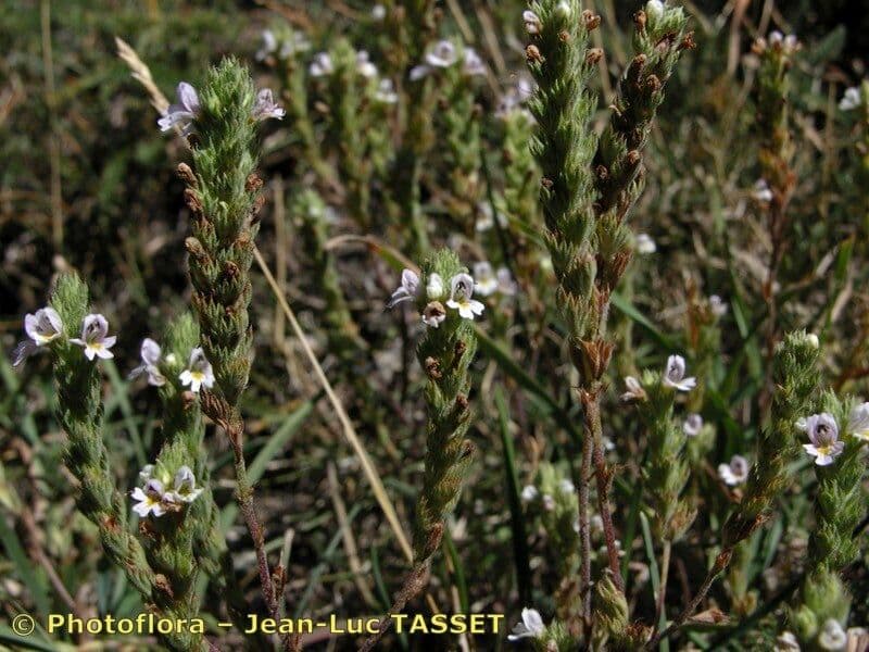 Euphraise pectinée 6
