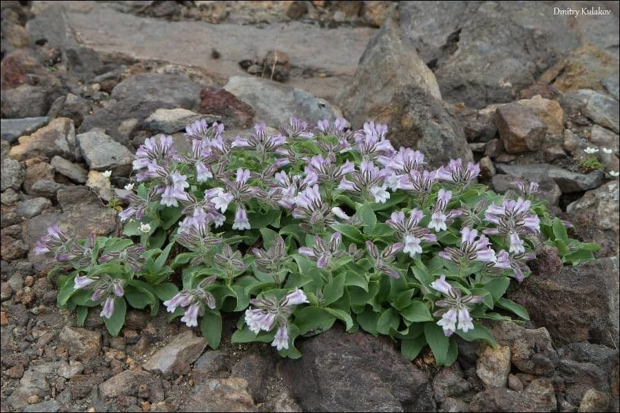 Pennellianthus 2