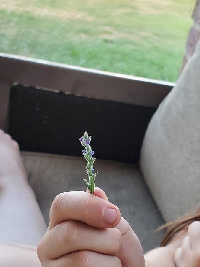 Verbena grigia 3