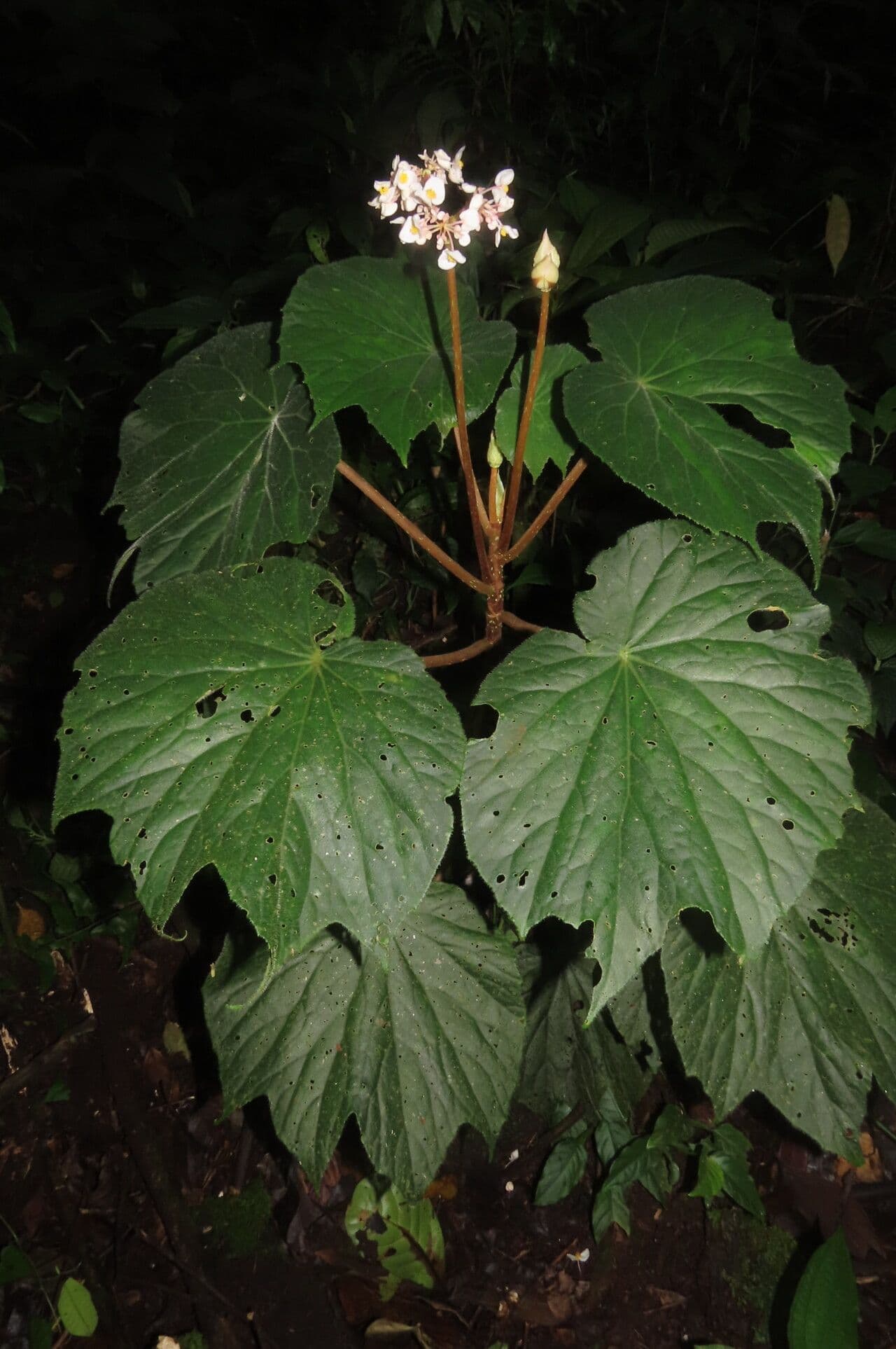 Begonia 9