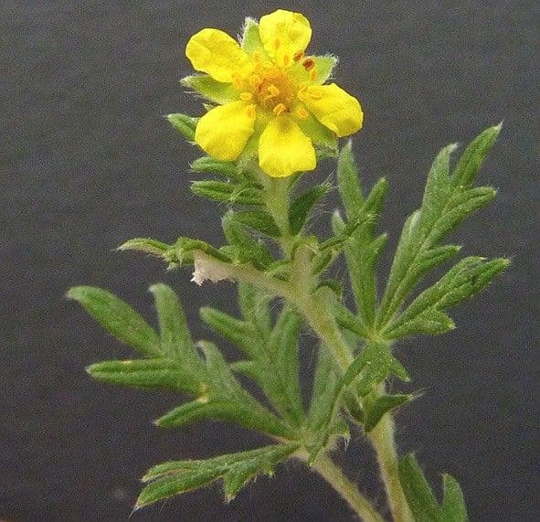 Cinquefoglie argentea 8