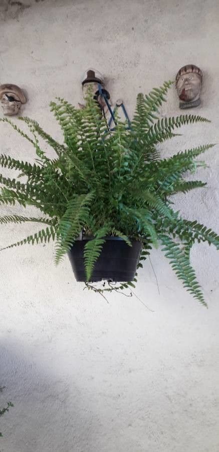 Nephrolepis 3