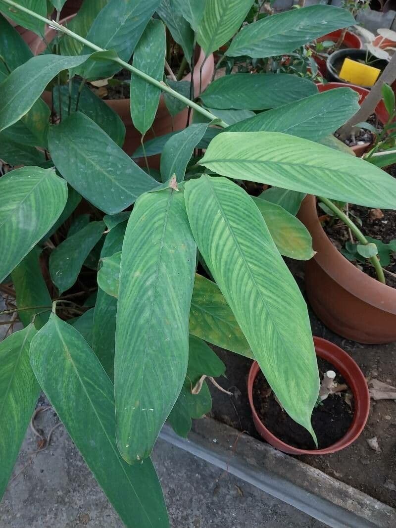 Ctenanthe