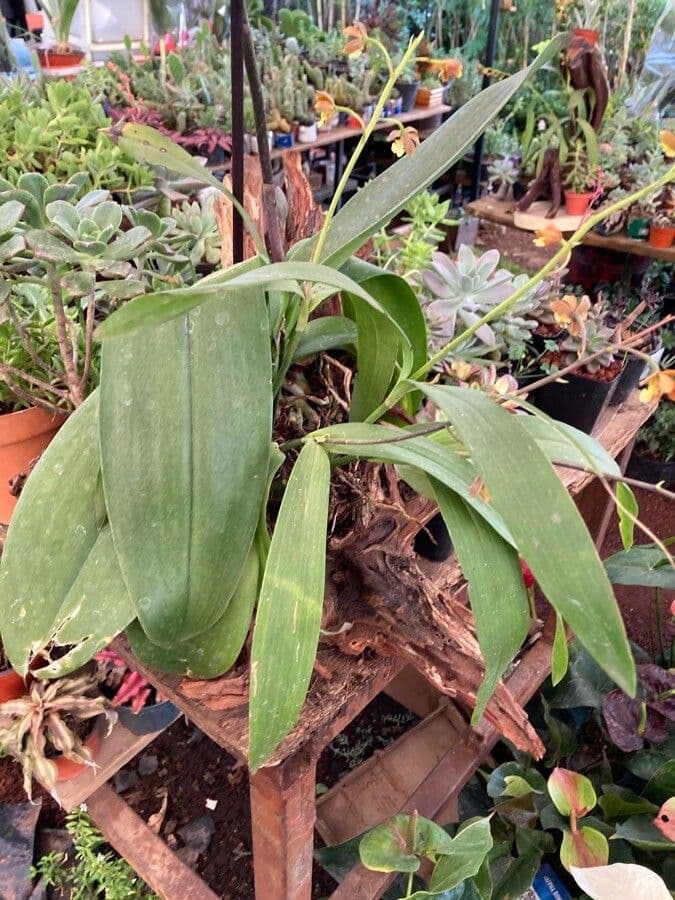 Prosthechea varicosa 7