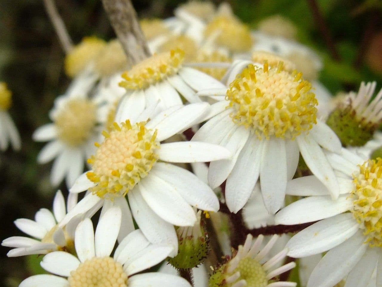 Steetz's Pericallis 3