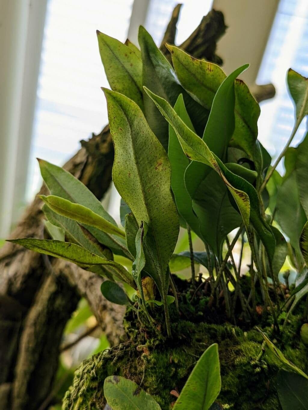 Elaphoglossum prossimo 4