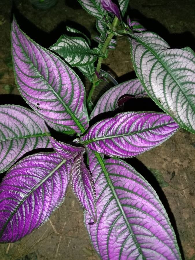 Strobilanthes 9